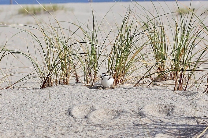 Seeregenpfeifer auf dem Nest