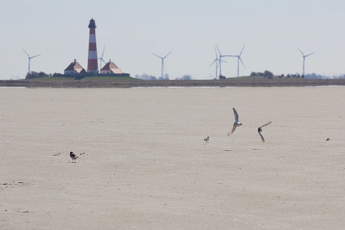 Sand- und Seeregenpfeifer auf der Sandbank vor dem Leuchtturm