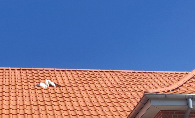 Toter Basstölpel auf Hausdach