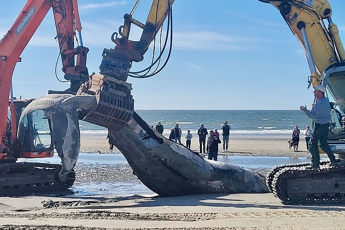 Bagger greift Wal an der Fluke