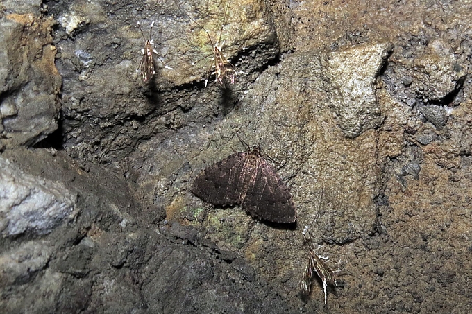 Insekten in Felsspalte