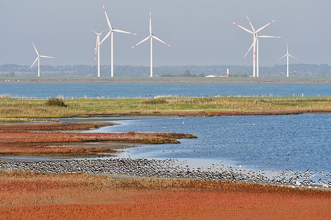 Rastende Vögel vor Windmühlen im Hintergrund