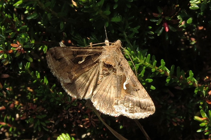 Schmetterling in Dünenvegetation