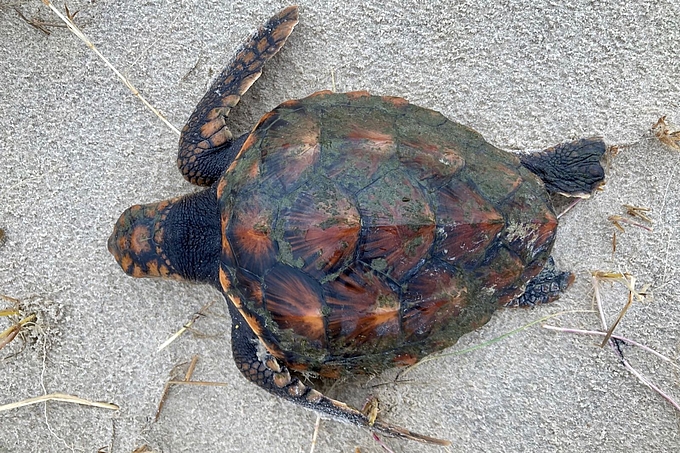 Schildkröte im Sand