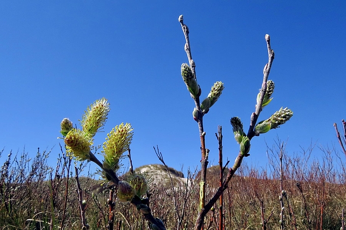 Männliche und weibliche Äste Männliche und weibliche Äste