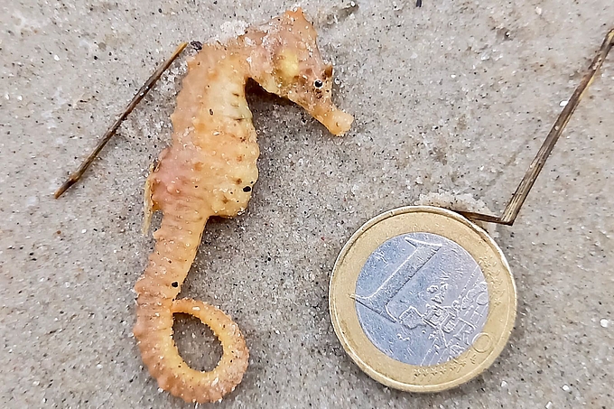 Seepferdchen am Strand