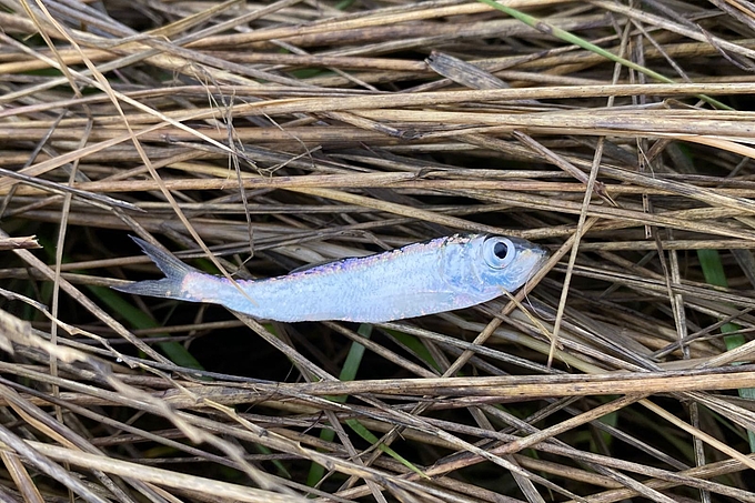 Toter Hering in der Wiese