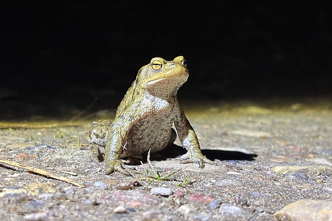 Erdkröte blickt in Kamera Erdkröte blickt in Kamera