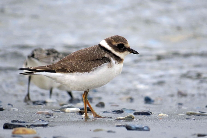 Junger Sandregenpfeifer am Strand