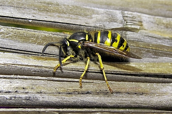Wespe auf alten Halmen