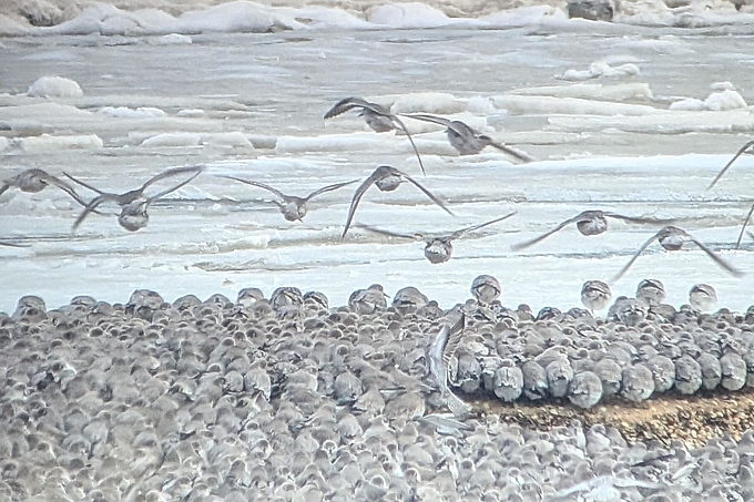 Knutt sitzen dicht beisammen