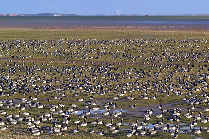 Äsende Nonnengänse am Watt