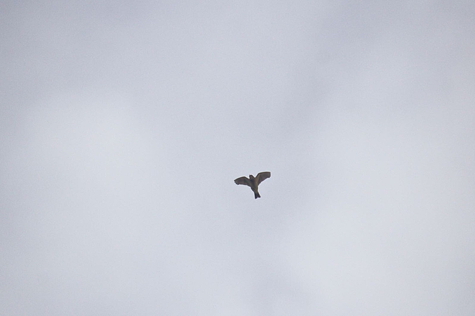 Singende Feldlerche am Himmel