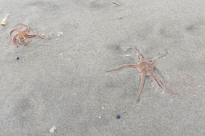 Schlangensterne am Strand