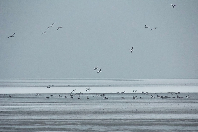 Brandgänse landen bei weiteren Vögeln auf dem Watt