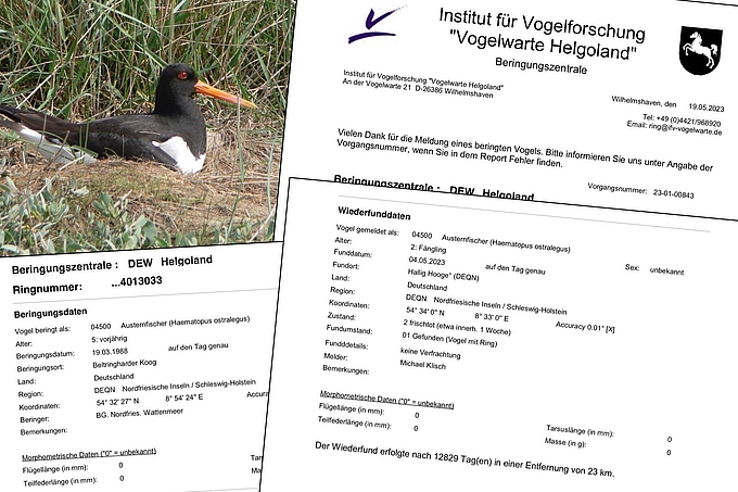 Austernfischer und Schreiben der Vogelwarte