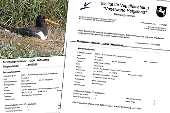 Austernfischer und Schreiben der Vogelwarte