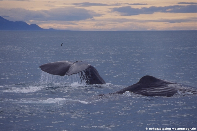 Pottwale vor Neuseeland