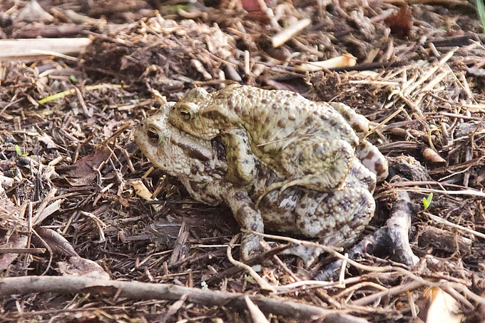 Weibliche Erdkröte trägt kleineres Männchen