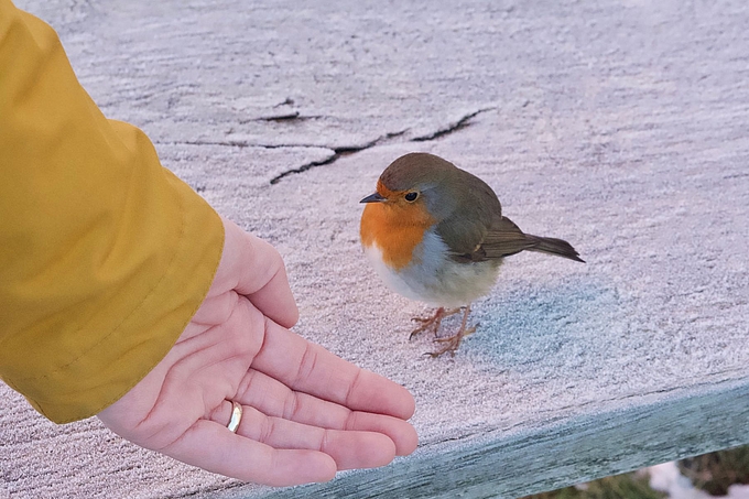 Rotkehlchen neben offener Hand