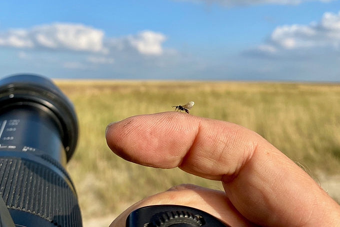 Schwarze Wiesenameise auf Finger