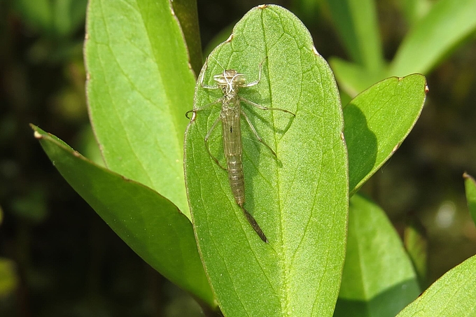 Häutung einer Libellenlarve Häutung einer Libellenlarve