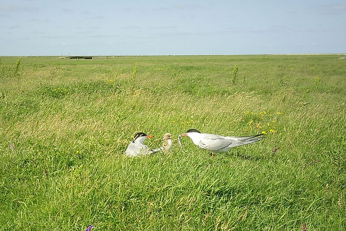 Flussseeschwalben füttern Junges mit Fisch Flussseeschwalben füttern Junges mit Fisch