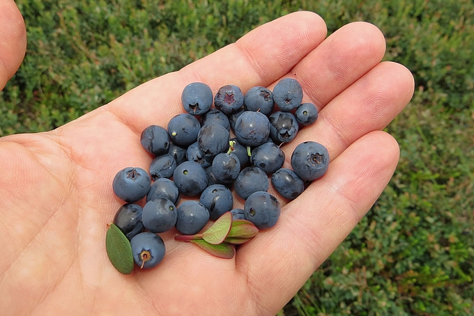 Beeren in Hand