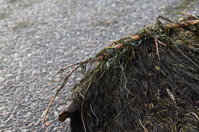 Dünner Plastikfaden zwischen Pflanzenteilen