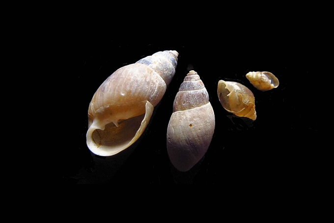 Mausöhrchenschnecken vor dunklem Hintergrund