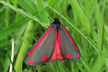 Schwarz-roter Schmetterling