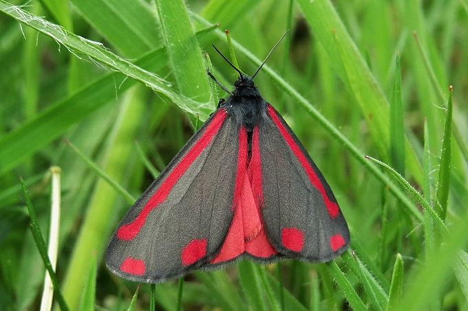 Schwarz-roter Schmetterling