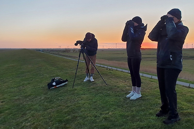 Brutvogelkartierung morgens am Deich