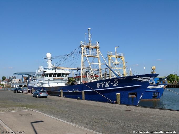 Miesmuschel-Fangschiffe im Husumer Hafen