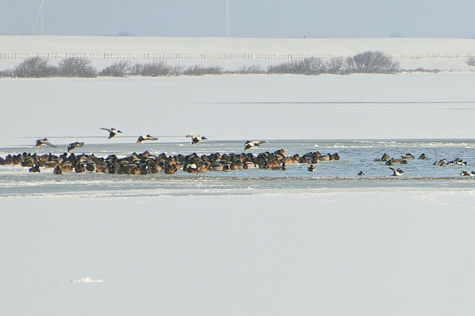 Enten in Schneelandschaft