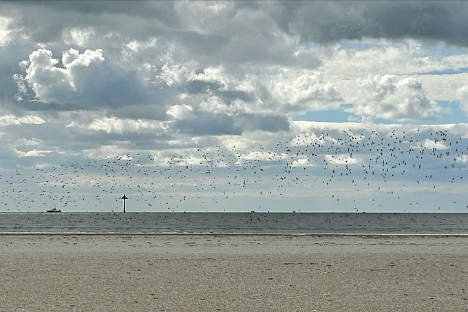 Vogelschwärme und Bake vor dem Blauortsand
