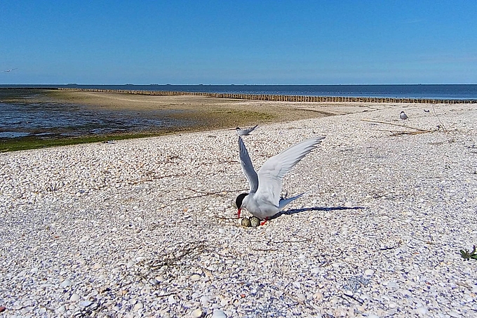 Küstenseeschwalben brüten auf Hallig Hooge