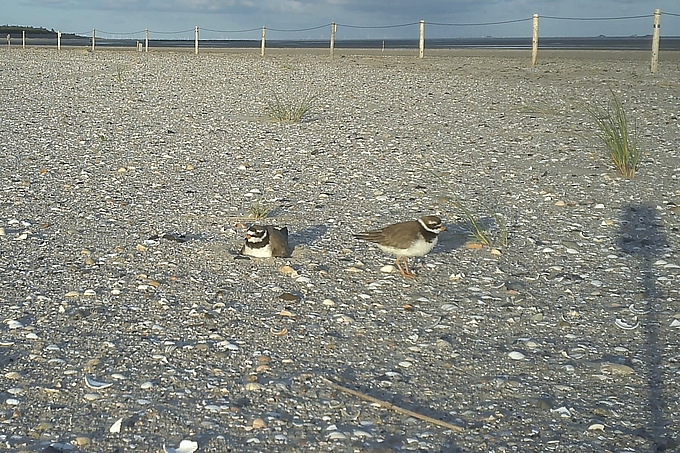 Brütender und stehender Sandregenpfeifer im Schutzgebiet Brütender und stehender Sandregenpfeifer im Schutzgebiet