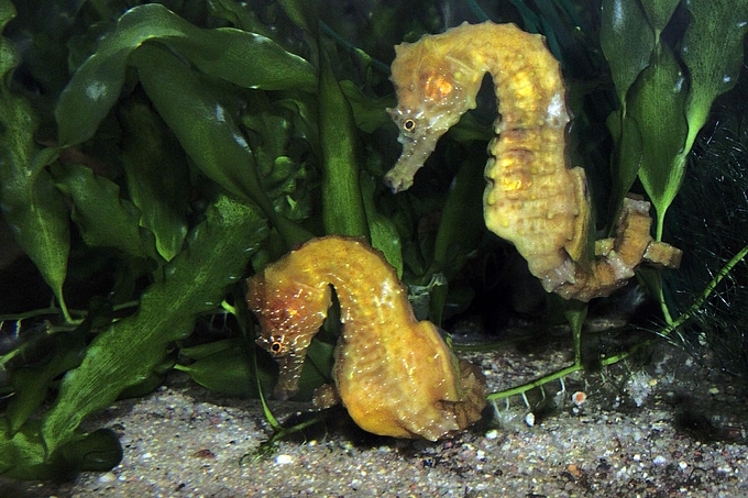 Zwei Seepferdchen schwimmen vor Wasserpflanzen