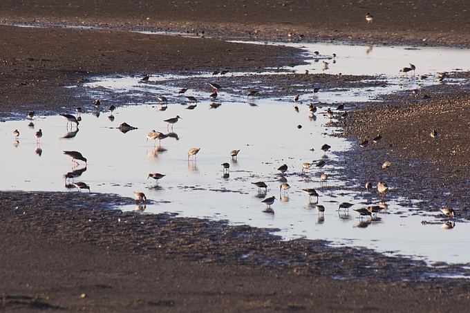 Watvögel im Priel