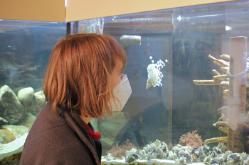 Beobachterin am Aquarium