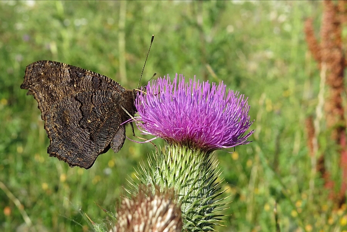 Mit geschlossenen Flügeln auf Blüte
