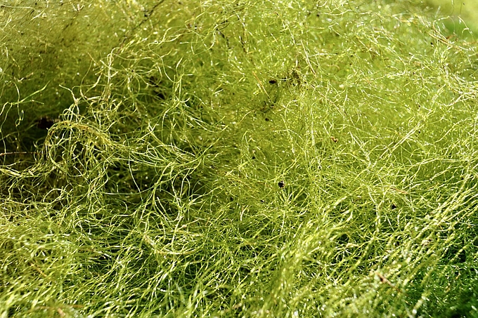 Uferborstenhaar wild durcheinander