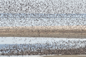 Tausende arktische Vögel bilden riesige Vogelschwärme von der Küste von Sylt 