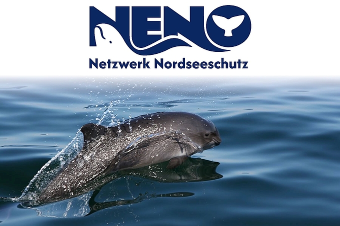 Schweinswal springt unter Logo "NeNo" Schweinswal springt unter Logo "NeNo"