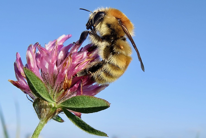 Hummel auf Kleeblüte