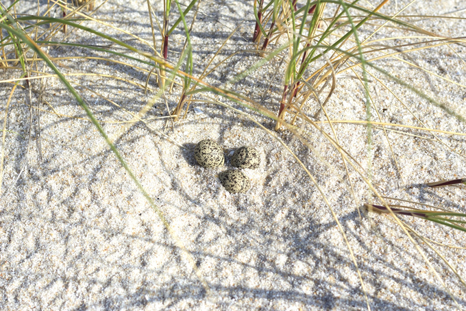 Gelege von Seeregenpfeifern im Sand
