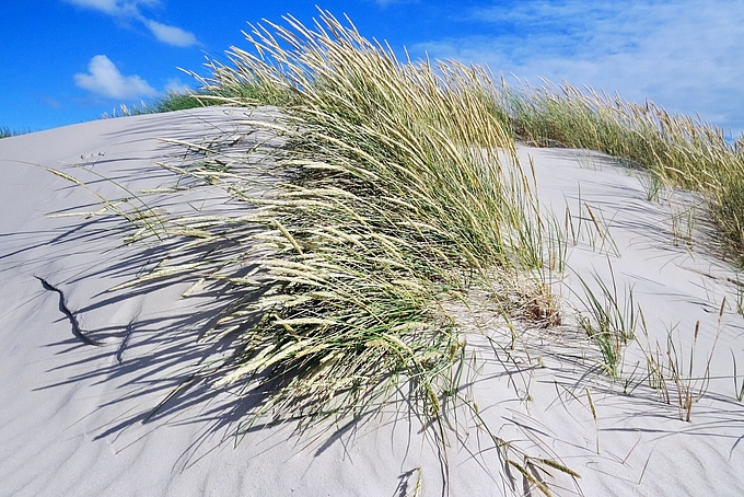 Strandhafer im Sand Strandhafer im Sand