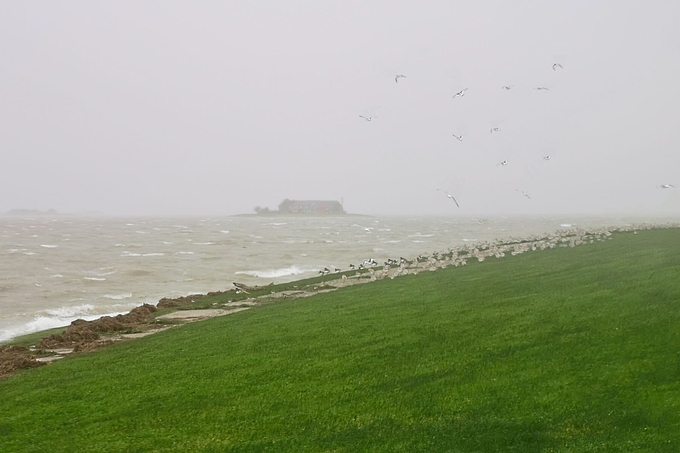 Vogelschwarm am Rand der Warft Vogelschwarm am Rand der Warft