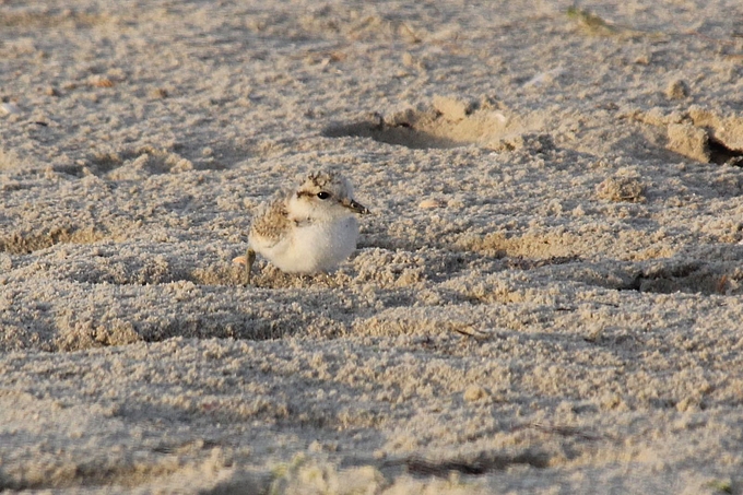 Junger Seeregenpfeifer am Strand